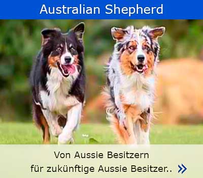 Australian-Shepherd-steckbrief-erfahrungen