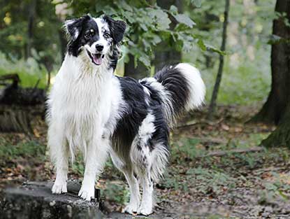 wie lange dauert es bis ein australian shepherd ausgewachsen ist