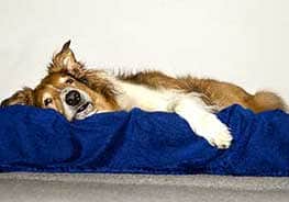 Giardien beim Hund was tun