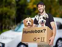 Hundebox im Auto