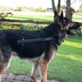 Kleck Leckschutz volle Bewegungsfreiheit bei maximalem Schutz die einzigartige patentierte Lösung für eine Stress und sorgenfreie Heilung (L 40cm bis 51cm) - 1
