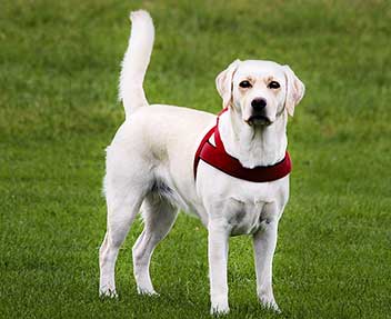 Hundebox Größe Labrador